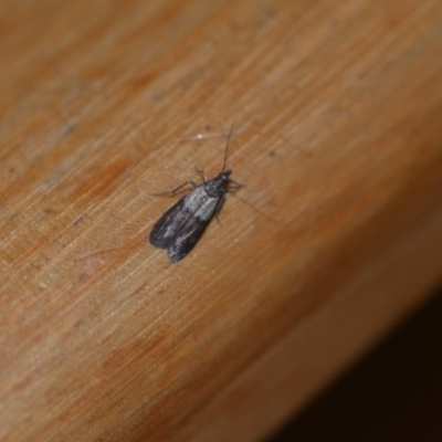 Plodia interpunctella (Indian meal moth) at Wamboin, NSW - 25 Mar 2018 by natureguy