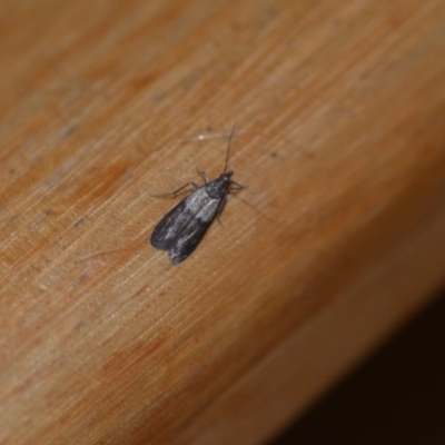 Plodia interpunctella (Indian meal moth) at Wamboin, NSW - 26 Mar 2018 by natureguy