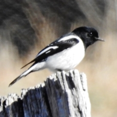 Melanodryas cucullata (Hooded Robin) at Googong Foreshore - 17 Jul 2018 by JohnBundock