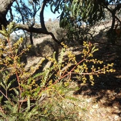 Acacia terminalis (Sunshine Wattle) at Wanniassa Hill - 17 Jul 2018 by Mike