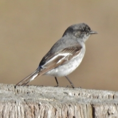 Melanodryas cucullata cucullata (Hooded Robin) at Burra, NSW - 17 Jul 2018 by JohnBundock