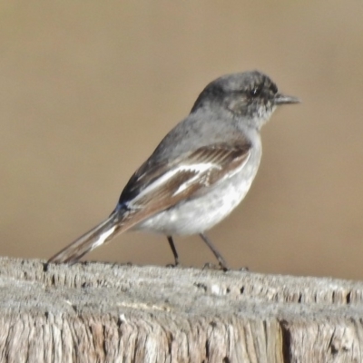 Melanodryas cucullata (Hooded Robin) at Googong Foreshore - 17 Jul 2018 by JohnBundock