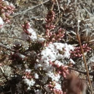 Styphelia attenuata at Wanniassa Hill - 17 Jul 2018 12:03 PM