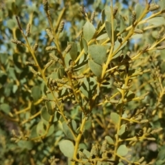 Acacia cultriformis at Wanniassa Hill - 17 Jul 2018