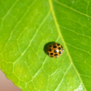 Harmonia conformis at Wamboin, NSW - 29 Mar 2018