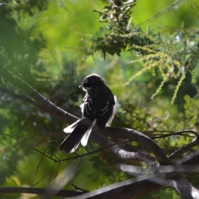 Rhipidura albiscapa (Grey Fantail) at Wamboin, NSW - 31 Mar 2018 by natureguy