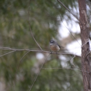 Rhipidura albiscapa at Wamboin, NSW - 9 Feb 2018