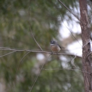 Rhipidura albiscapa at Wamboin, NSW - 9 Feb 2018 09:59 PM