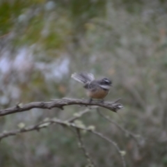 Rhipidura albiscapa at Wamboin, NSW - 9 Feb 2018