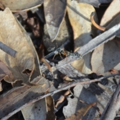 Myrmecia sp., pilosula-group at Wamboin, NSW - 31 Mar 2018