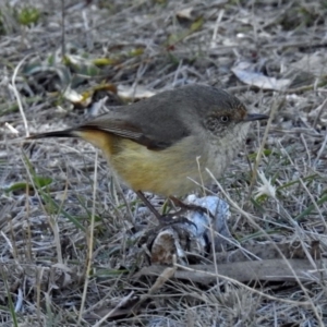 Acanthiza reguloides at Googong, NSW - 17 Jul 2018 12:49 PM