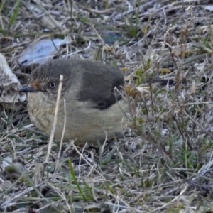 Acanthiza reguloides at Googong, NSW - 17 Jul 2018