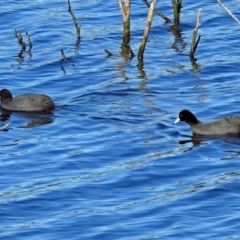 Fulica atra (Eurasian Coot) at Googong Foreshore - 17 Jul 2018 by RodDeb