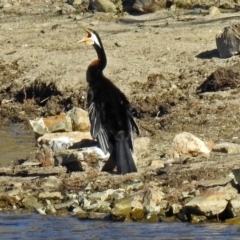 Anhinga novaehollandiae (Australasian Darter) at Googong Foreshore - 17 Jul 2018 by RodDeb