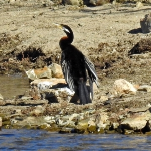 Anhinga novaehollandiae at Googong, NSW - 17 Jul 2018