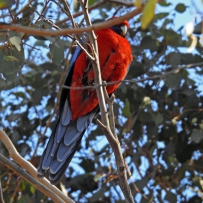 Platycercus elegans (Crimson Rosella) at Googong Foreshore - 17 Jul 2018 by RodDeb