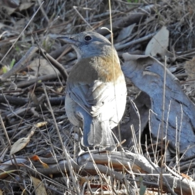 Colluricincla harmonica (Grey Shrikethrush) at Googong, NSW - 17 Jul 2018 by RodDeb