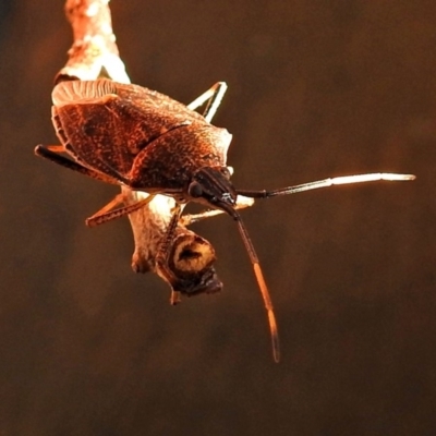 Poecilometis strigatus (Gum Tree Shield Bug) at Googong Foreshore - 17 Jul 2018 by RodDeb