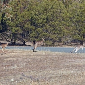 Macropus giganteus at Googong, NSW - 17 Jul 2018 12:12 PM