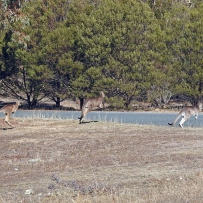 Macropus giganteus (Eastern Grey Kangaroo) at Googong Foreshore - 17 Jul 2018 by RodDeb