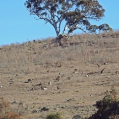 Macropus giganteus at Googong, NSW - 17 Jul 2018 12:12 PM