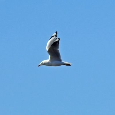 Chroicocephalus novaehollandiae (Silver Gull) at Googong Foreshore - 17 Jul 2018 by RodDeb