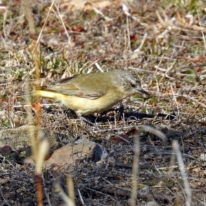 Acanthiza chrysorrhoa at Googong Foreshore - 17 Jul 2018 12:03 PM