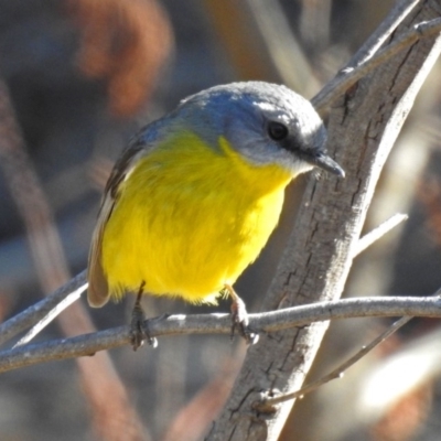 Eopsaltria australis (Eastern Yellow Robin) at Googong Water Pumping Station - 17 Jul 2018 by RodDeb