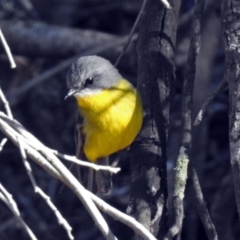 Eopsaltria australis at Googong Water Pumping Station - 17 Jul 2018 11:49 AM