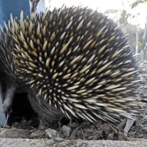 Tachyglossus aculeatus at Googong Foreshore - 17 Jul 2018