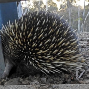 Tachyglossus aculeatus at Googong Foreshore - 17 Jul 2018