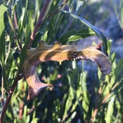 Neola semiaurata (Wattle Notodontid Moth) at Michelago, NSW - 16 Jan 2018 by Illilanga