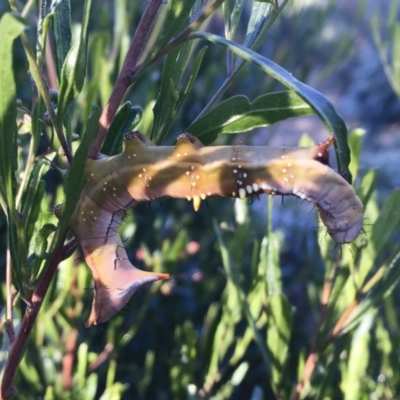 Neola semiaurata (Wattle Notodontid Moth) at Illilanga & Baroona - 16 Jan 2018 by Illilanga