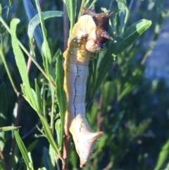 Neola semiaurata at Michelago, NSW - 16 Jan 2018