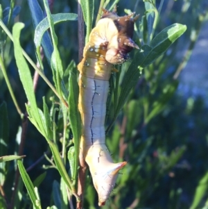 Neola semiaurata at Michelago, NSW - 16 Jan 2018