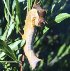 Neola semiaurata at Michelago, NSW - 16 Jan 2018