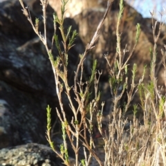 Asperula ambleia at Greenway, ACT - 17 Jul 2018 12:00 AM