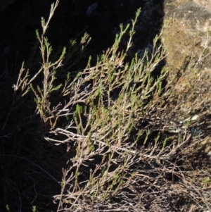 Asperula ambleia at Greenway, ACT - 17 Jul 2018