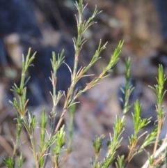 Asperula ambleia at Greenway, ACT - 17 Jul 2018