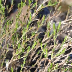 Asperula ambleia at Greenway, ACT - 17 Jul 2018