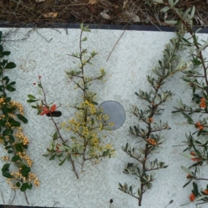 Pyracantha sp. at Jerrabomberra, ACT - 11 Jun 2013