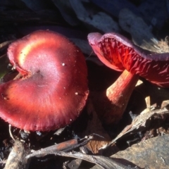 Cortinarius persplendidus (Splendid Red Skinhead) at Rendezvous Creek, ACT - 17 Jul 2018 by KMcCue