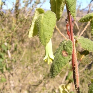 Correa reflexa var. reflexa at Urambi Hills - 26 Aug 2012