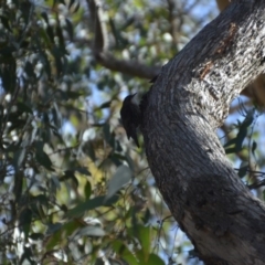 Cormobates leucophaea (White-throated Treecreeper) at Wamboin, NSW - 31 Mar 2018 by natureguy