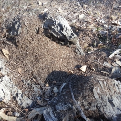 Papyrius nitidus (Shining Coconut Ant) at Garran, ACT - 18 Jul 2018 by Mike