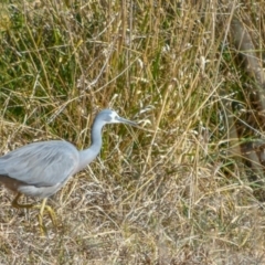 Egretta novaehollandiae (White-faced Heron) at Fyshwick, ACT - 18 Jul 2018 by frostydog