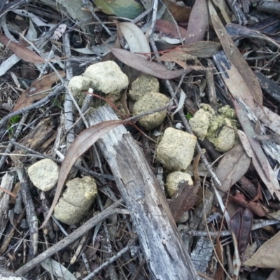 Vombatus ursinus (Bare-nosed Wombat) at Majura, ACT - 18 Jul 2018 by SilkeSma