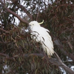 Cacatua galerita (Sulphur-crested Cockatoo) at Michelago, NSW - 15 Jul 2012 by Illilanga