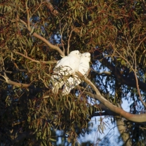 Cacatua galerita at Michelago, NSW - 15 Jul 2012