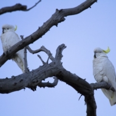 Cacatua galerita at Michelago, NSW - 15 Jul 2012